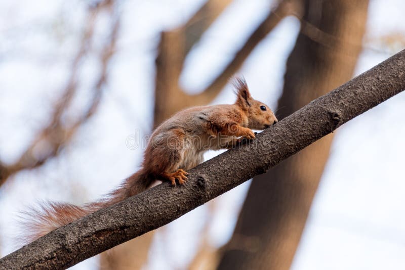 Squirrel on tree branch. Squirrel in nature. Cute squirrel on tree branch. Squirrel portrait.
