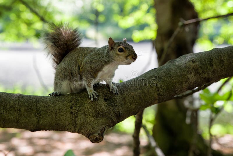 Squirrel on tree