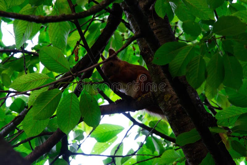 Squirrel on a Tree Eating Red Cherry Stock Photo Image of eating