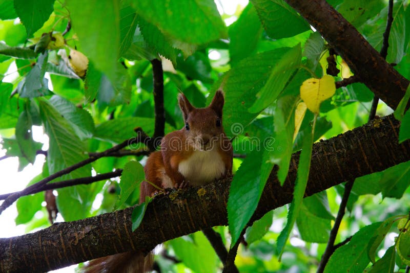 Squirrel on a Tree Eating Red Cherry Stock Image Image of mammal