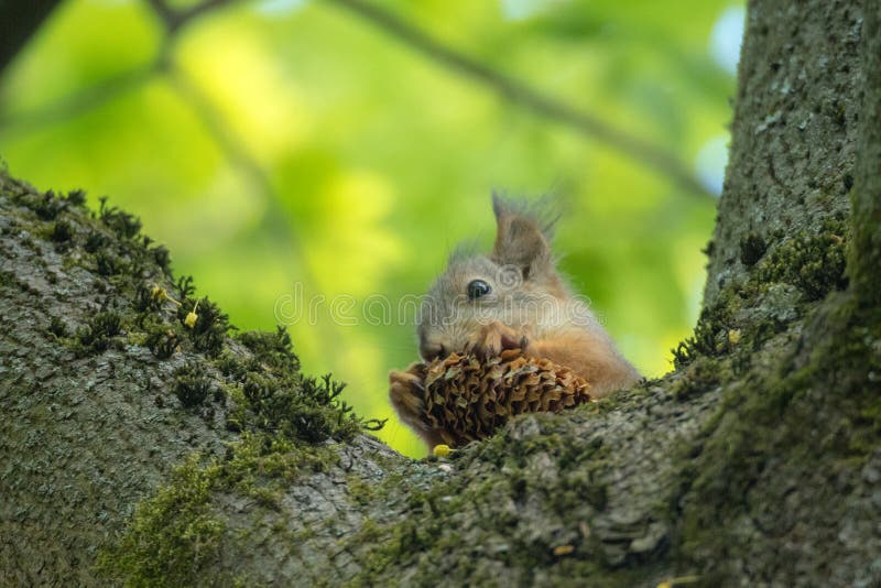 Squirrel eats a cone royalty free stock image