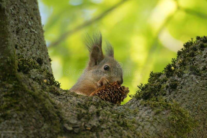 Squirrel eats a cone royalty free stock images