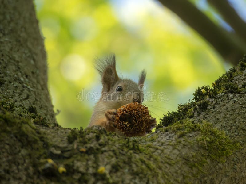 Squirrel on a tree royalty free stock photos