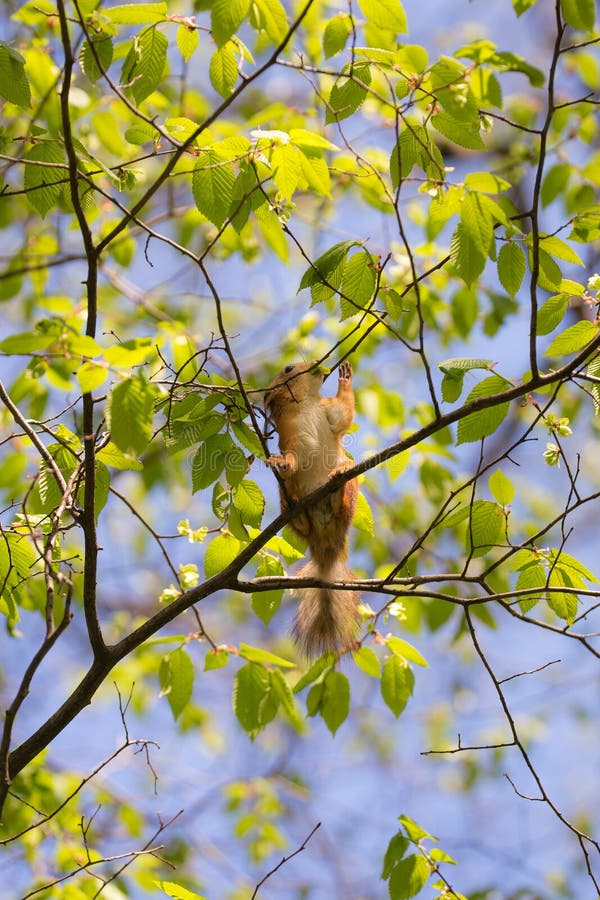 Vitamins for squirrels royalty free stock photo
