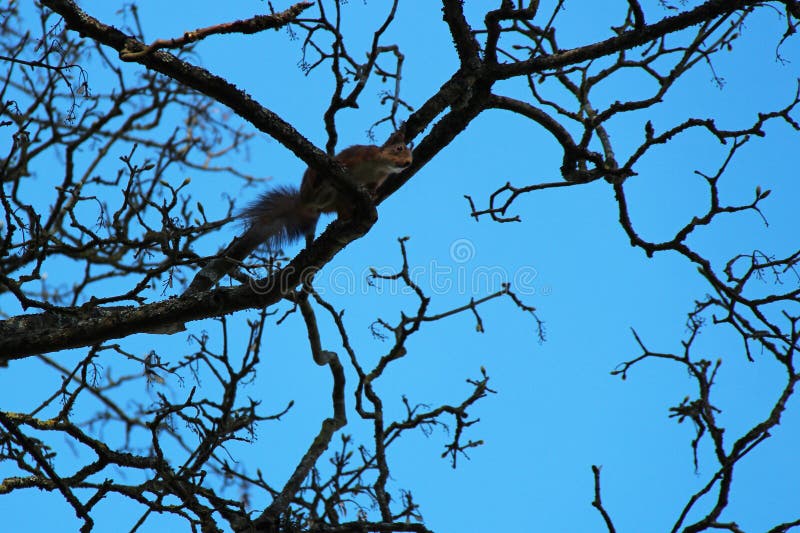 Squirrel in a tree in park (france) stock photography