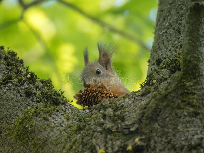 Squirrel on a tree royalty free stock photo