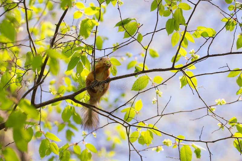 Squirrel on a tree royalty free stock image