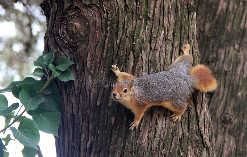 Squirrel on Tree