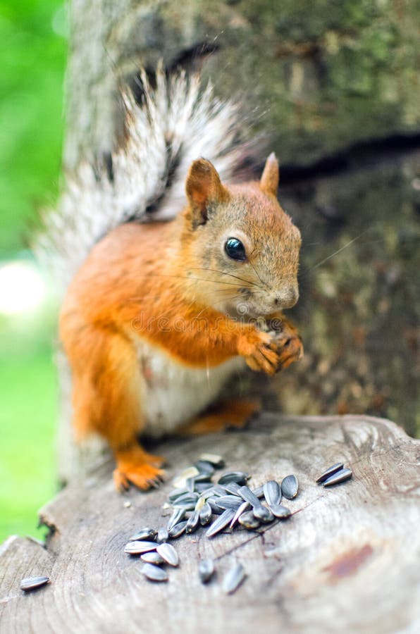 Squirrel eating seeds stock photo. Image of closeup, furry 20021652