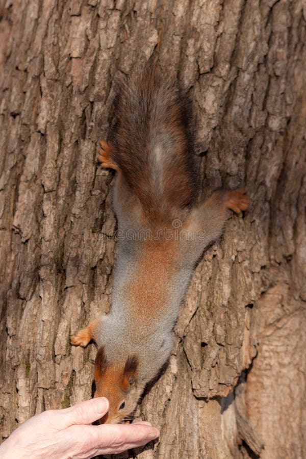 Squirrel on a tree trunk royalty free stock images