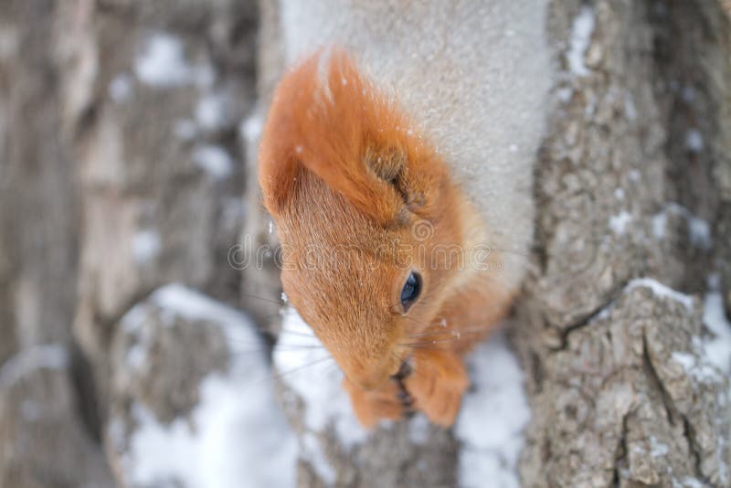 Squirrel on tree in winter stock image. Image of detailed 22876835