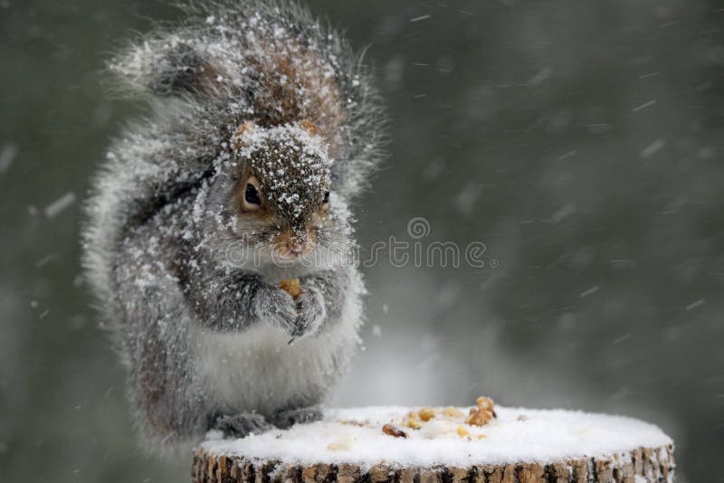 Un simpatico orientale scoiattolo grigio (Sciurus carolinensis) in una tempesta di neve invernale seduto su un ceppo d'albero mangiare noci.