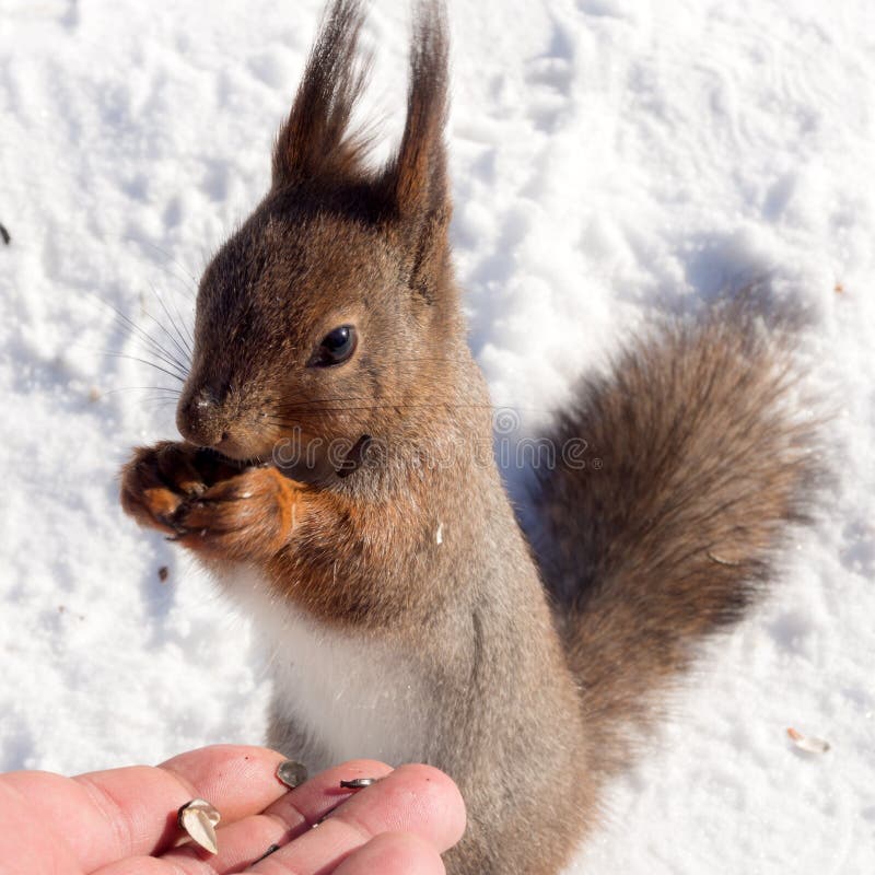 Squirrel in winter eats seeds royalty free stock images