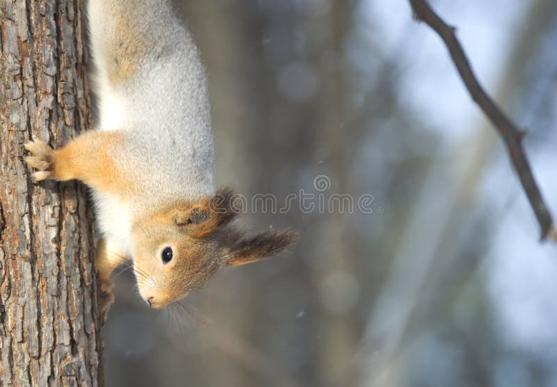 Squirrel звероловство скрываясь, несмотря на то, что оно вверх ногами стоковое фото rf