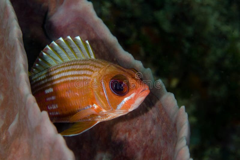 Squirrelfish