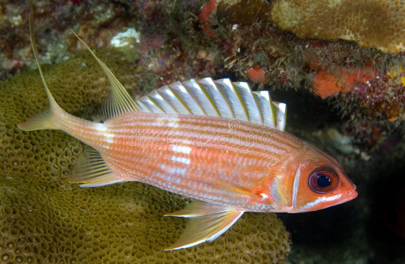 Squirrelfish