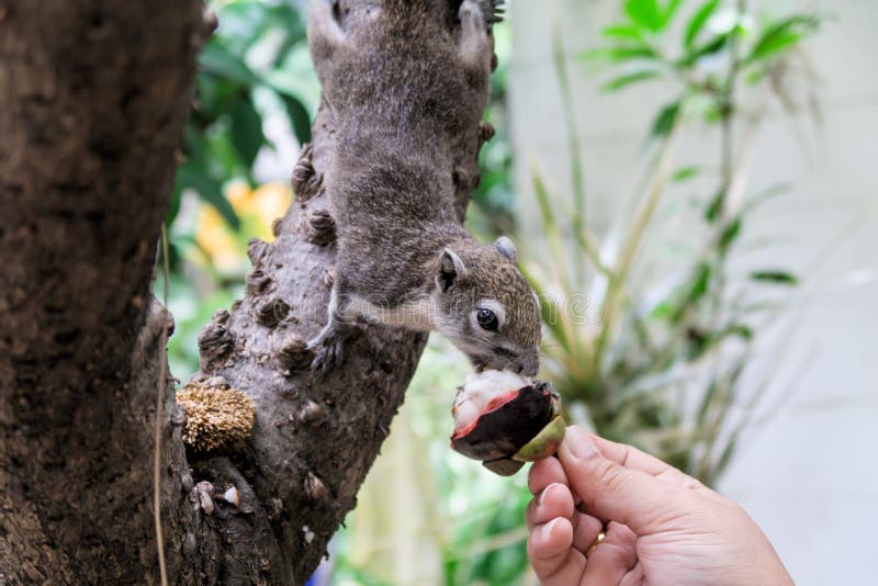 Squirrels eat a fruit stock image. Image of squirrel 95773099