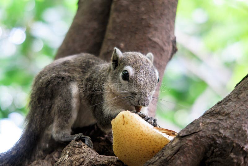 Squirrels eat a fruit stock photo. Image of cute, fruit 95773984