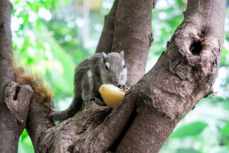 Squirrels eat a fruit stock photo. Image of small, creature 95774192