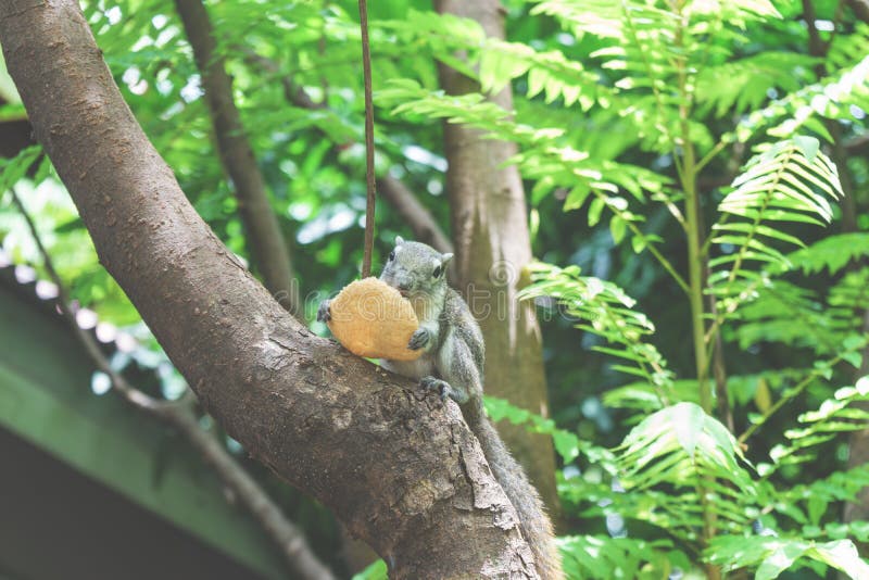 Squirrels Eat a Fruit on Tree Stock Photo Image of fluffy, mammal
