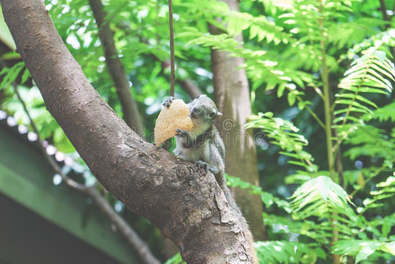 Squirrels Eat a Fruit on Tree Stock Photo Image of nature, life 98786510