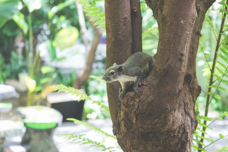 Squirrels Eat a Fruit on Tree Stock Image Image of forest, bushy