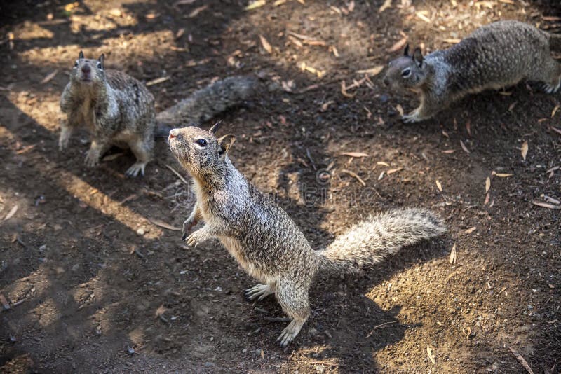 3,880 Funny Squirrels Stock Photos - Free & Royalty-Free Stock Photos from Dreamstime 3,880 Funny Squirrels Stock Photos - Free & Royalty-Free Stock Photos from Dreamstime