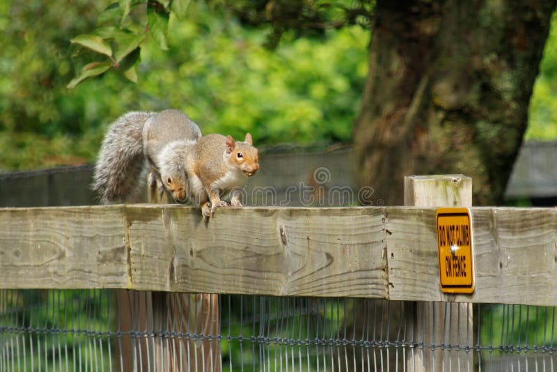 Two Squirrels on a Wooden Fence, One Hiding Behind Other Stock Image Image of primate