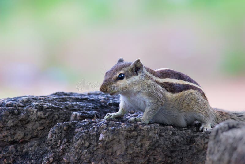 Squirrel Sitting On The Rock And Looking Curiously Stock Image Image