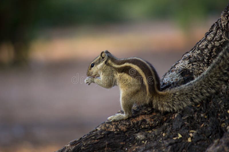Small Squirrel or Also Known As Rodent Eating at Nehru Zoological Park in Hyderabad India , High