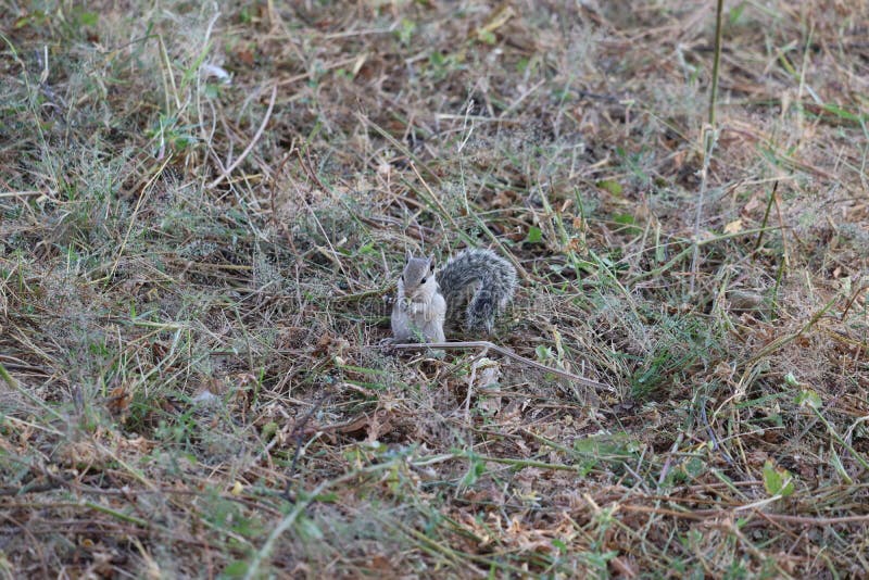 Indian Squirrel Feeding in Spring Stock Photo Image of green, look