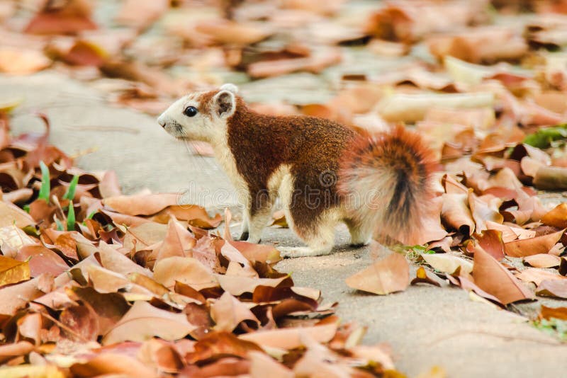Squirrels are walking on the ground, royalty free stock images Squirrels are walking on the ground, royalty free stock images