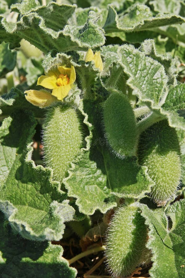 Squirting cucumber plant