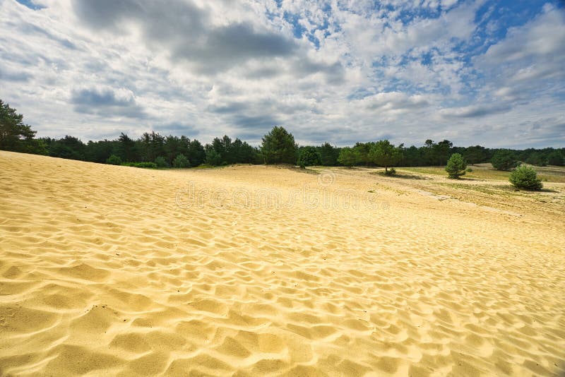 Sranecke piesky sands in Slovakia with pine trees - Slovakian Sahara