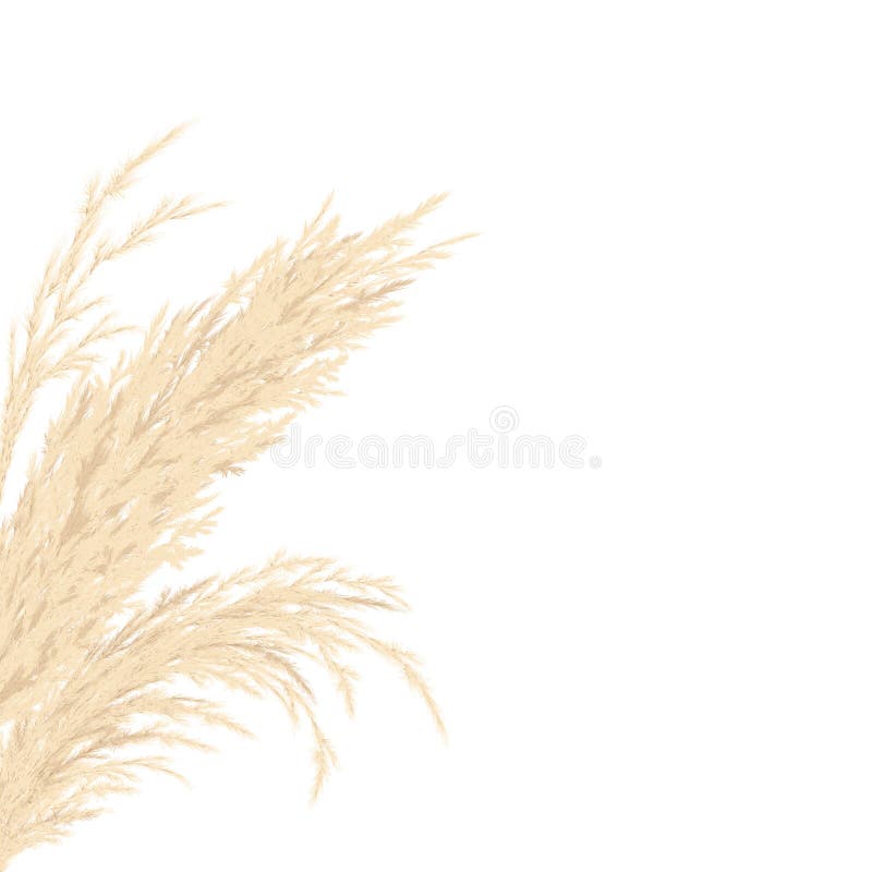 Srebrny złoty Pampas trawy Ramka na karcie po lewej stronie z kopią Ilustracja wektorowa