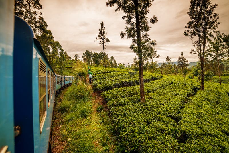 Sri Lanka: campos famosos do chá das montanhas de Ceilão imagem de stock Sri Lanka: campos famosos do chá das montanhas de Ceilão imagem de stock