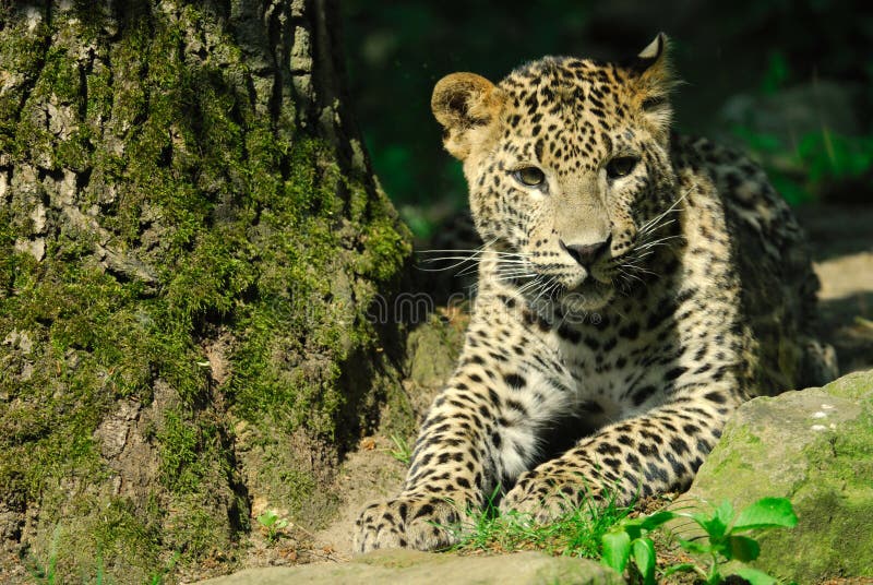 Sri Lanka Leopard stock image. Image of wild, feline, kotiya - 9472577 Sri Lanka Leopard stock image. Image of wild, feline, kotiya - 9472577