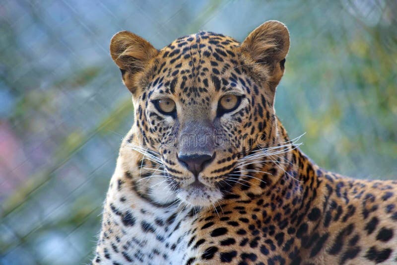 Sri Lanka Leopard Looking Close Up Portrait stock image