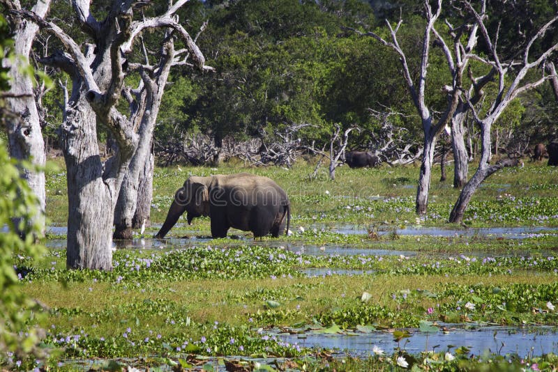 Sri Lanka: Olifant in Yala royalty-vrije stock foto's Sri Lanka: Olifant in Yala royalty-vrije stock foto's