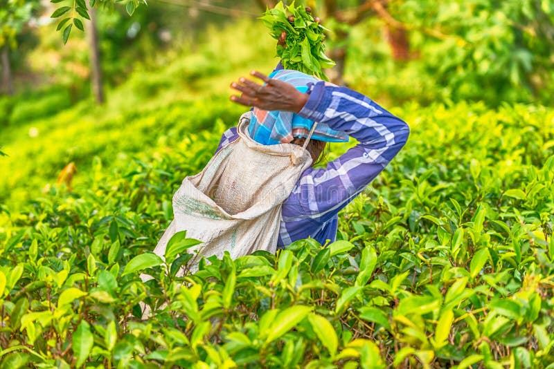 Sri Lanka Tea Collector with a Bag in Plantation Stock Image Image