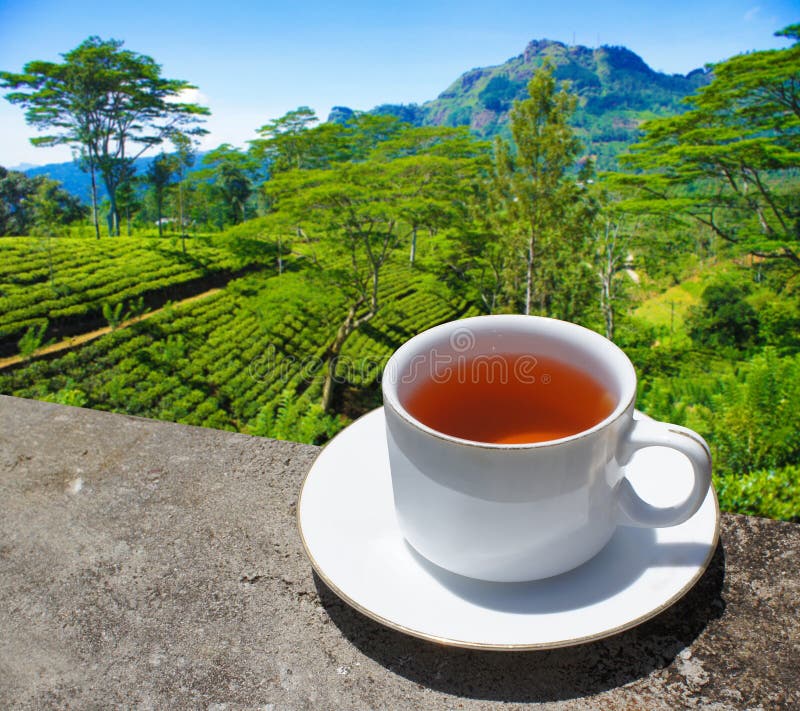 Tea Cup Plantation Nature Landscape In Sri Lanka Stock Photo Image of