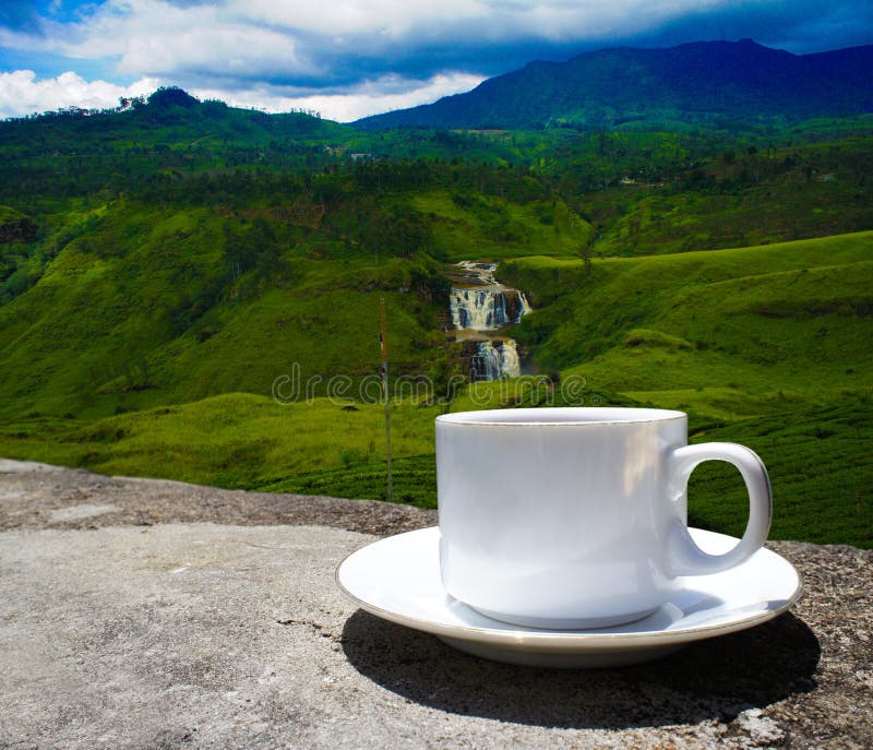 Sri Lanka Tea Hills. Tea Cup and Plantation. Stock Image Image of