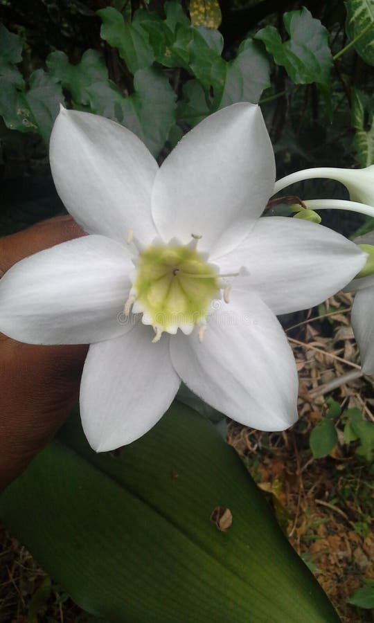 Sri Lanka wild flower stock photo. Image of lanka, five 145502542