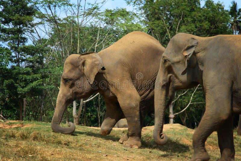 Sri Lanka: Wounded elephant royalty free stock photography Sri Lanka: Wounded elephant royalty free stock photography
