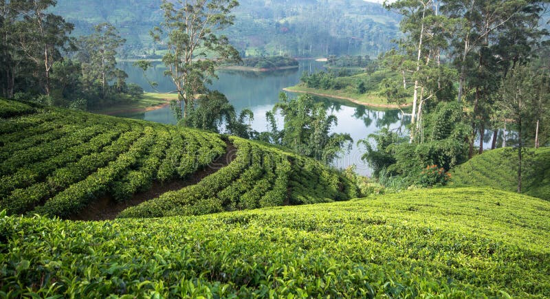 Sri Lanka y x27; estados del té de s fotografía de archivo Sri Lanka y x27; estados del té de s fotografía de archivo