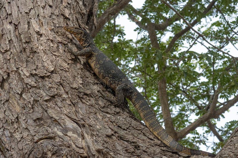 Sri Lankaanse watermonitor stock fotografie