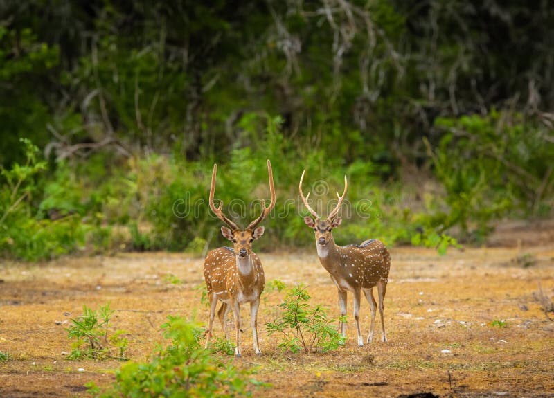 The Sri Lankan axis deer or Ceylon spotted deer is a subspecies of axis deer that inhabits only Sri Lanka. The name chital is not used in Sri Lanka. Its validity is disputed, and some maintain that the axis deer is monotypic.