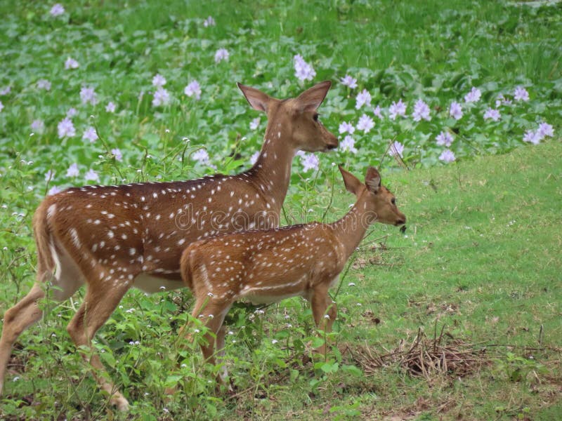 Sri Lankan axis deer (Axis axis ceylonensis). This mother and daughter captured in Wilpattu National Park, Sri Lanka.