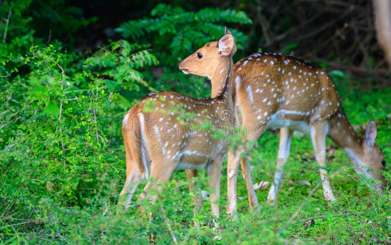 Sri Lankan axis deer grazing while one on the lookout in the evening at Udawalawe forest.