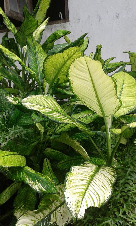 Sri Lankan Beautiful Plants Stock Photo Image of lankan, plants 49017894